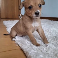 Adopta a No Tiene