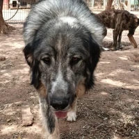 Adopta a Simba