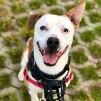 Adopta a Zeus