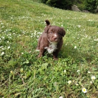 Adopta a Kira