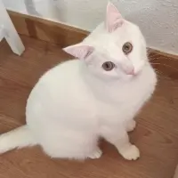 Adopta a Mojito