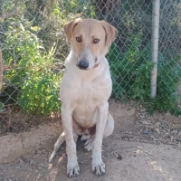 Adopta a Cooper