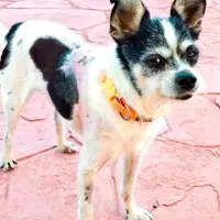 Adopta a Anacleto