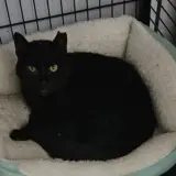 Adopta a Perseo