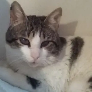 Teo