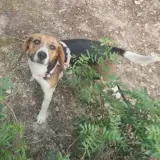 Adopta a Rufi