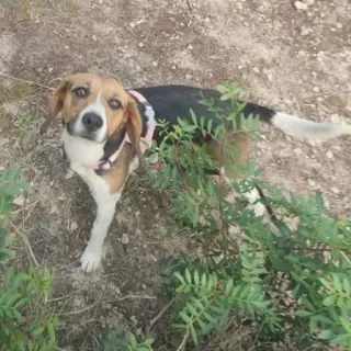 Rufi