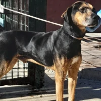 Adopta a Florito