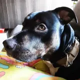 Adopta a Ray