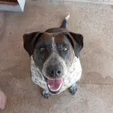 Adopta a Mack