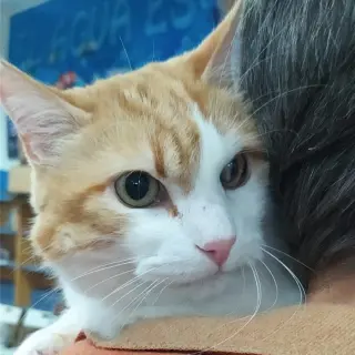 Marquez