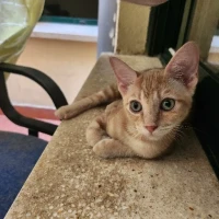 Adopta a Simba