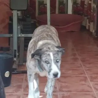 Kira