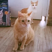 Adopta a Dora y Guido