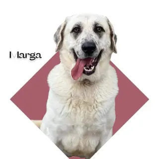 Marga