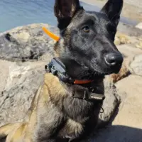 Adopta a Dama