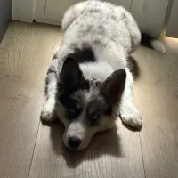 Adopta a Mía