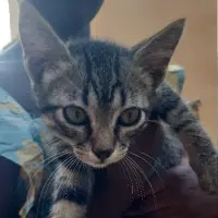 Adopta a Chocolate