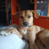 Adopta a Lupi