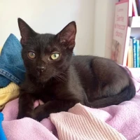 Adopta a Ursus