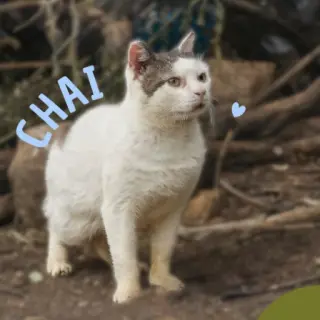 Chai