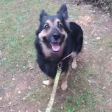 Adopta a Lassie