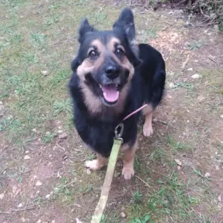 Lassie