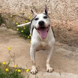 Adopta a Leroy