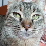 Adopta a Namaste