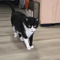 Adopta a Figaro
