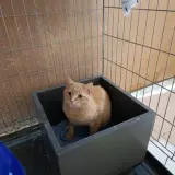 Adopta a Macarro