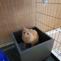 Adopta a Macarro