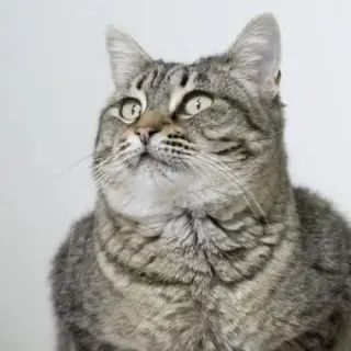 Cleopatra