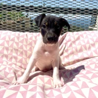 Adopta a Stefan