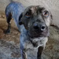 Adopta a Eucalipto