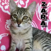 Adopta a Zara