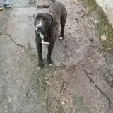Adopta a Ron