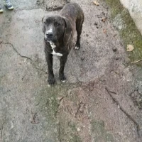 Adopta a Ron