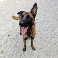 Adopta a Kaan
