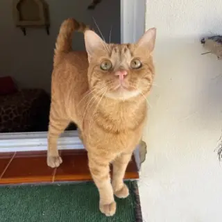 Gus