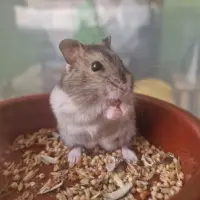 Adopta a Camada De Hámster Ruso