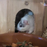 Adopta a Camada De Cobayas