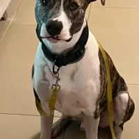 Adopta a Cash