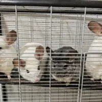 Adopta a Chinchillas