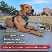 Adopta a Otto