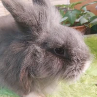 Adopta a Vladimir (Bloque B)