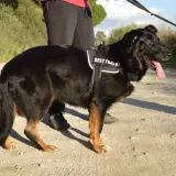 Adopta a Lassie