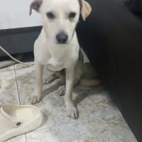 Adopta a Morgan