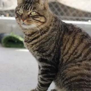 Pavarotti