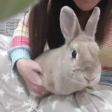 Adopta a Tsuyu